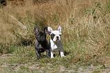 BOULEDOGUE FRANCAIS 219
